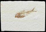 Bargain, Diplomystus Fossil Fish - Wyoming #67946-1
